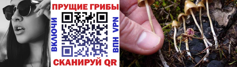 Псилоцибиновые грибы MAGIC MUSHROOMS  Купить закладки  Кунгур 